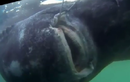 Bắt được “quái vật” cá mập 200 tuổi, nặng gần 600kg