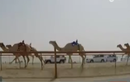 Mục sở thị cuộc đua lạc đà bằng robot ở Dubai