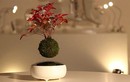 Kinh ngạc với cây bonsai lơ lửng giữa không trung