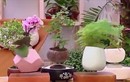 Nghệ nhân bật mí cách tạo chậu bonsai bay tuyệt đẹp