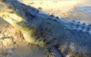 6 cá sấu khổng lồ khét tiếng nhất thế giới