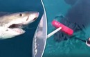 Bị cá mập trắng tấn công, dùng chổi đánh lại thoát thân 