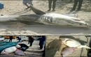 Hãi hùng cá voi sát thủ “moi gan cá mập trắng“