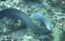 Lươn khổng lồ suýt nuốt chửng cá mập