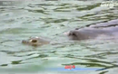 Xem cụ rùa Hồ Gươm nổi lên mặt nước