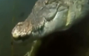 Clip: Mục kích cá sấu săn mồi