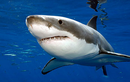 Nam Phi thử nghiệm công nghệ phòng tránh cá mập