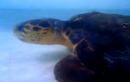 Ngạc nhiên rùa biển tấn công cá mập