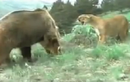 Sư tử  lì lợm xua đuổi gấu để bảo vệ con