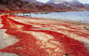 Ấn tượng màn di cư của hàng triệu con cua đỏ