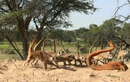 Video: Đàn cầy vằn hợp sức đánh đuổi robot rắn hổ mang và cái kết