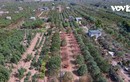 Vườn đào Nhật Tân “thay áo” đón Tết