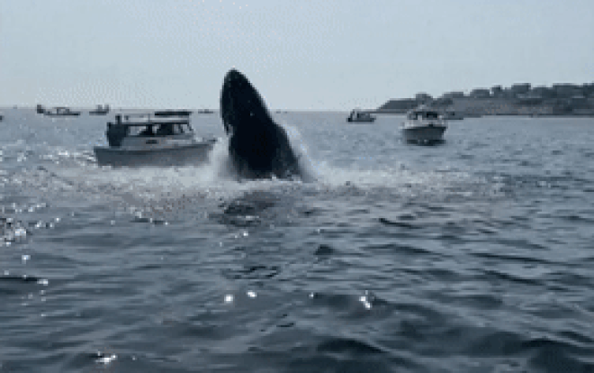 Cá voi lưng gù phấn khích bay lên mặt nước, đè bẹp mũi thuyền