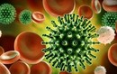5 loại virus gây bệnh mới nổi liên quan đến biến đổi khí hậu