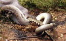 Clip: Khoảnh khắc trăn khổng lồ nuốt chửng cá sấu 