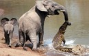 Cảnh hiếm gặp: Voi “câu” được cá sấu khi đang uống nước 