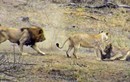  Ba sư tử chịu cảnh "xôi hỏng bỏng không" khi để lợn rừng chạy thoát