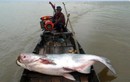  6 "thủy quái" nước ngọt đáng sợ nhất sông Mê Kông 