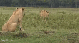 Cầy mangut dũng cảm khiến 3 con sư tử hoang mang rút lui