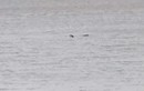 "Quái vật hồ Loch Ness" được nhìn thấy rõ ở cự ly gần 