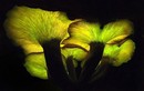 Vẻ đẹp “ma mị” của loài nấm quý hiếm bậc nhất hành tinh