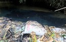 Xả dầu thải đầu độc nước sông Đà: 3 vấn đề nhức nhối hung thủ và bị hại