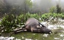 Hơn nghìn trâu bò bị chết do giá rét ở vùng núi phía Bắc, Nghệ An