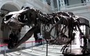 Hóa thạch T-Rex được bán đấu giá ở Singapore