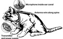 Dự án huấn luyện mèo thành điệp viên của CIA vì sao thất bại?