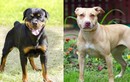 Đề xuất cấm nuôi chó dữ: Pitbull, Becgie, Rottweiler… loài nào nên cấm?