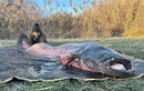 Đi câu cá chép, bất ngờ bắt được “thủy quái” nặng hơn 100kg 