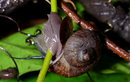 Nông dân Tây Ninh hốt bạc nhờ nuôi loài ốc thơm mùi thuốc Nam