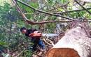Lâm tặc phá rừng Chiềng Khừa: Kiểm Lâm Sơn La nói chỉ là cây khô, chết