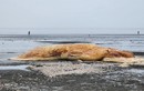 Phát hiện xác cá voi khổng lồ dạt vào bờ biển Nghệ An