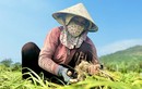 Được mùa nhưng giá thấp người dân trồng tỏi ở Lý Sơn “méo mặt“