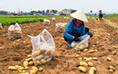 Nông dân được mùa khoai tây, cân ngay tại ruộng đếm tiền liền tay