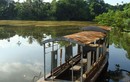 Sát thủ diệt rùa và 'rùa Hồ Gươm' khổng lồ ở Phú Thọ 