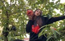 Hoa hậu Tiểu Vy hồn nhiên trèo cây hái quả khiến fan thích thú
