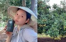 Lý Nhã Kỳ hóa gái quê thăm vườn cây trĩu quả rộng 1 hecta ở Vũng Tàu