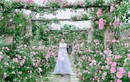 Choáng ngợp vẻ đẹp của vườn hồng 6.000m2 ở ngoại thành Hà Nội