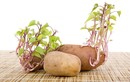 Khoai lang, khoai tây mọc mầm có nên ăn?
