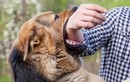 Sau 2 năm bị chó cắn, người đàn ông lên cơn dại tử vong 