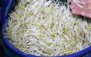 Hóa chất trong 3.500 tấn giá đỗ ở Nghệ An nguy hiểm sao?