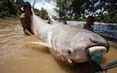 Sốc trước “thủy quái” khổng lồ, nặng 600 kg trên sông Cửu Long