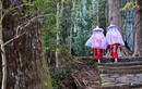 Kỳ lạ văn hóa "tắm rừng" ở Nhật Bản
