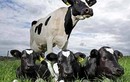Nóng: Cận cảnh bò sữa sinh ba hiếm siêu hiếm
