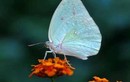 Chiêm ngưỡng những loài bướm đẹp hiếm có nhất