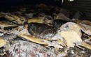 Tập kích “tổng kho” tàn sát rùa biển khổng lồ ở Nha Trang