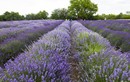  Mê mẩn giữa cánh đồng hoa tại lễ hội Lavender 