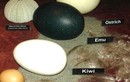 Những sự thật đáng ngạc nhiên về trứng
